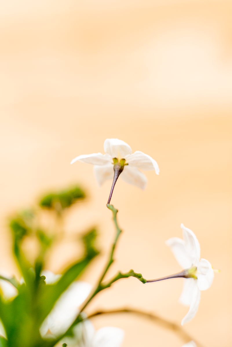 Solanum Jasminoides