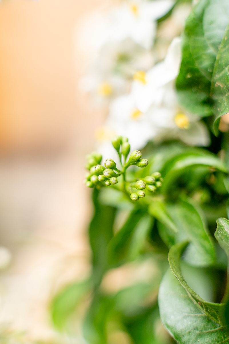Solanum Jasminoides