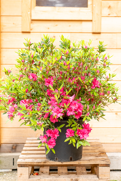 Azalea Japonica