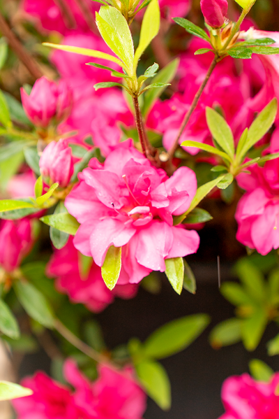 Azalea Japonica