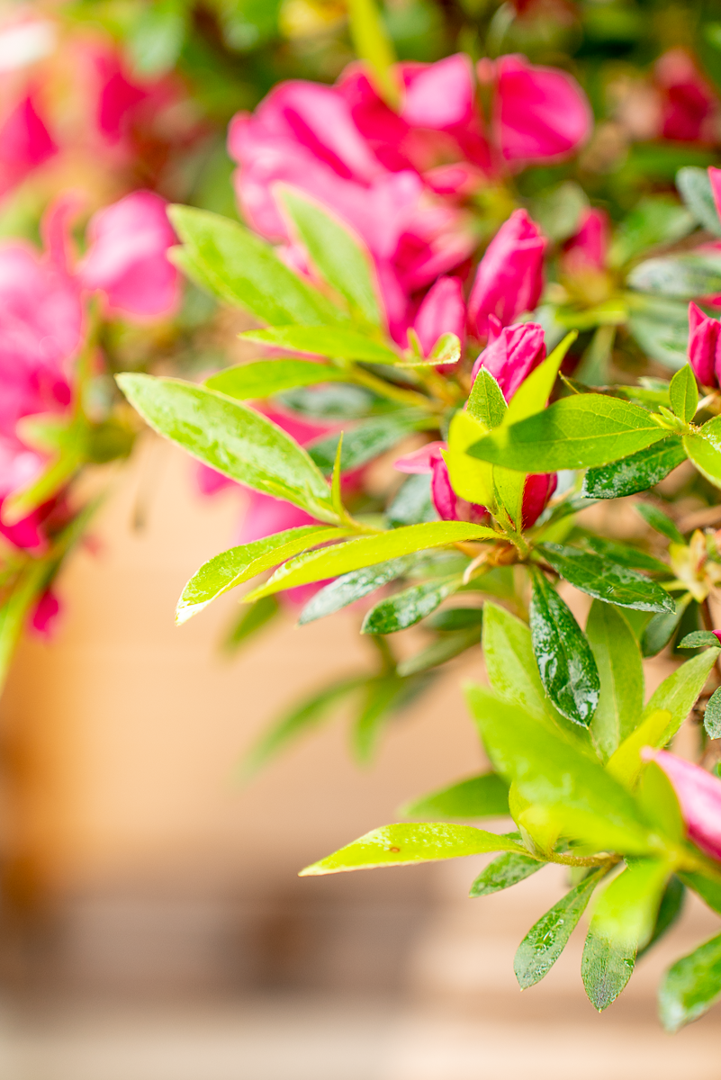 Azalea Japonica