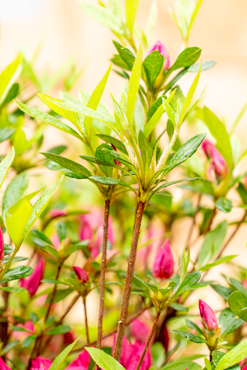 Azalea Japonica