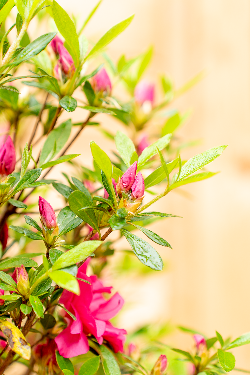 Azalea Japonica