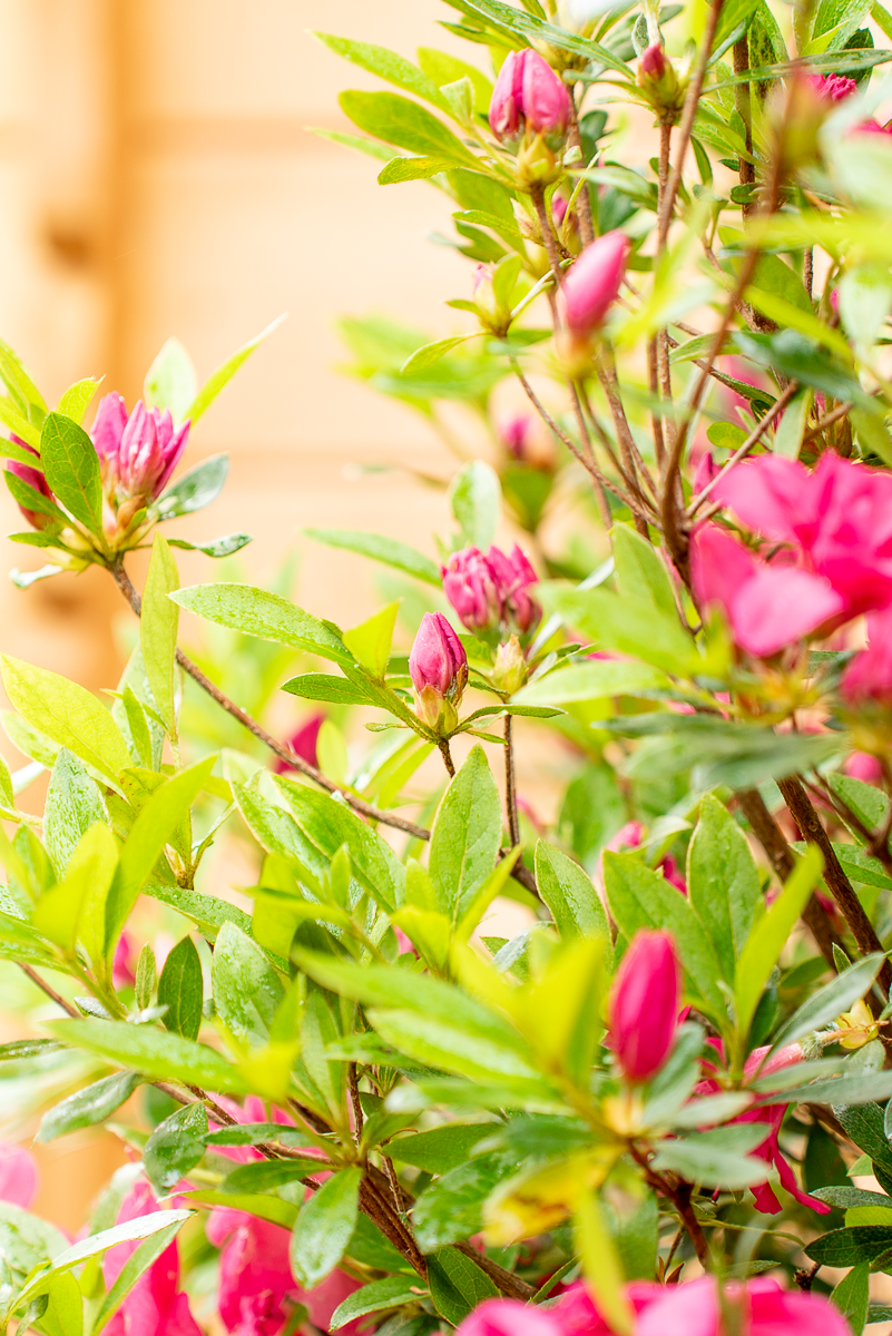 Azalea Japonica