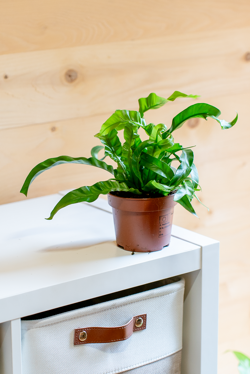 Asplenium