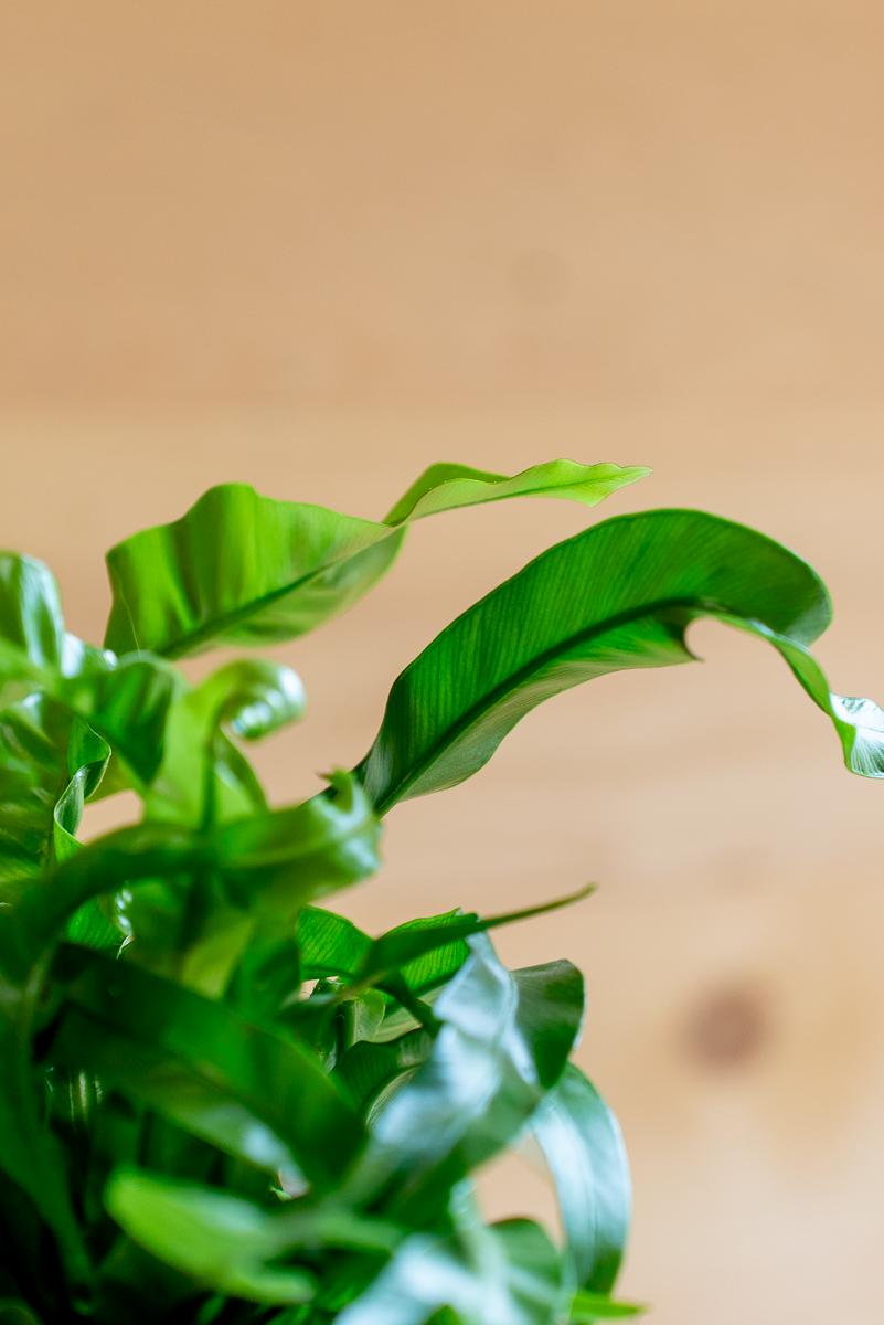 Asplenium