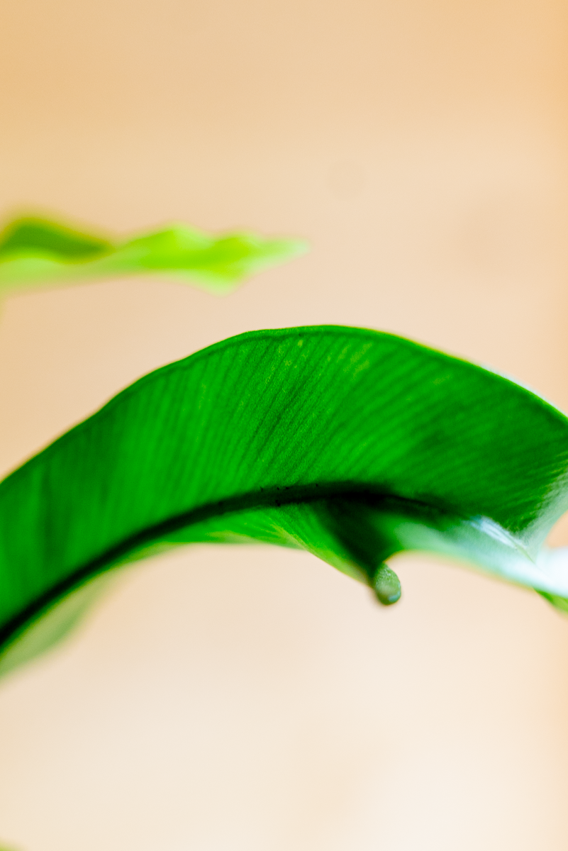 Asplenium