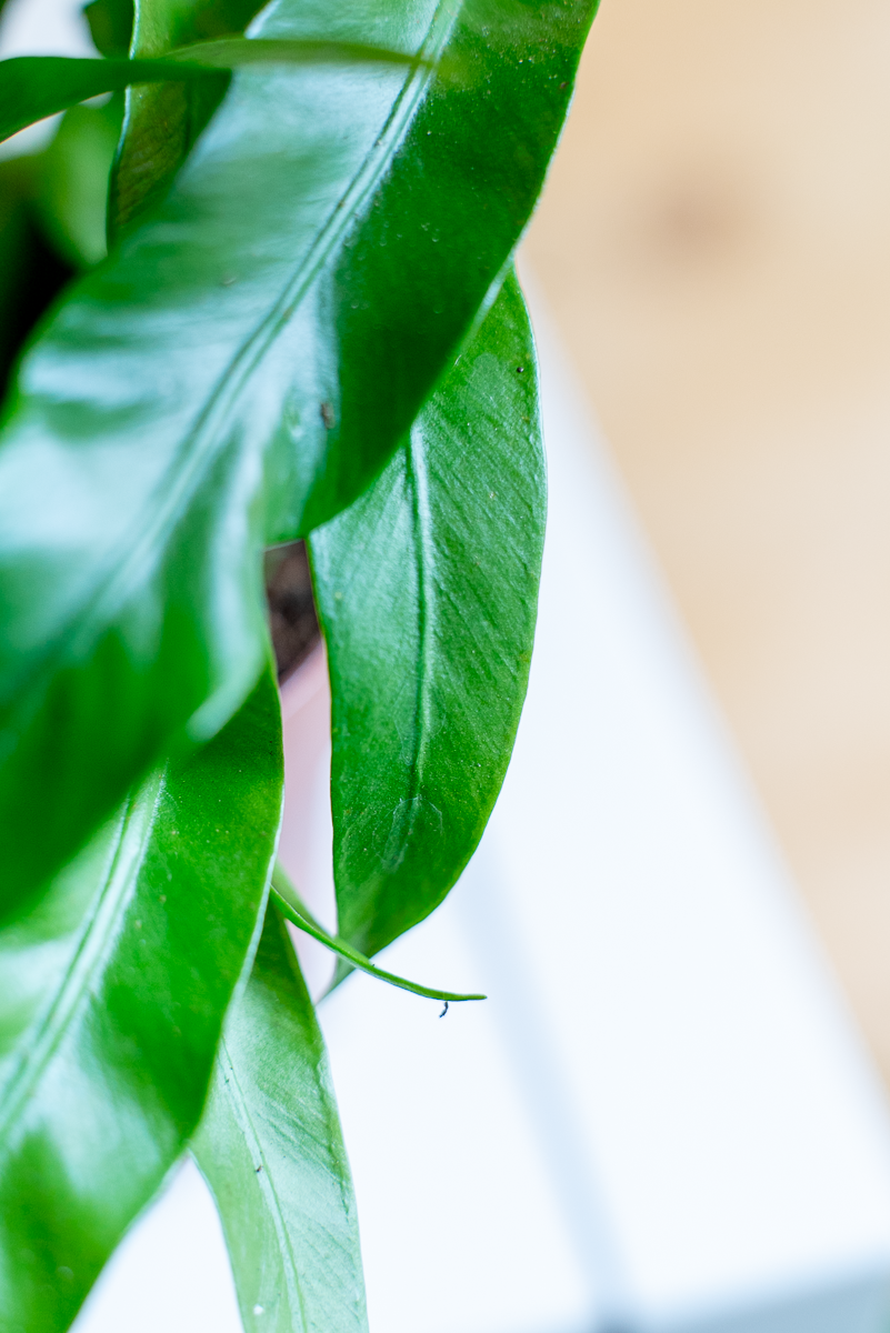 Asplenium