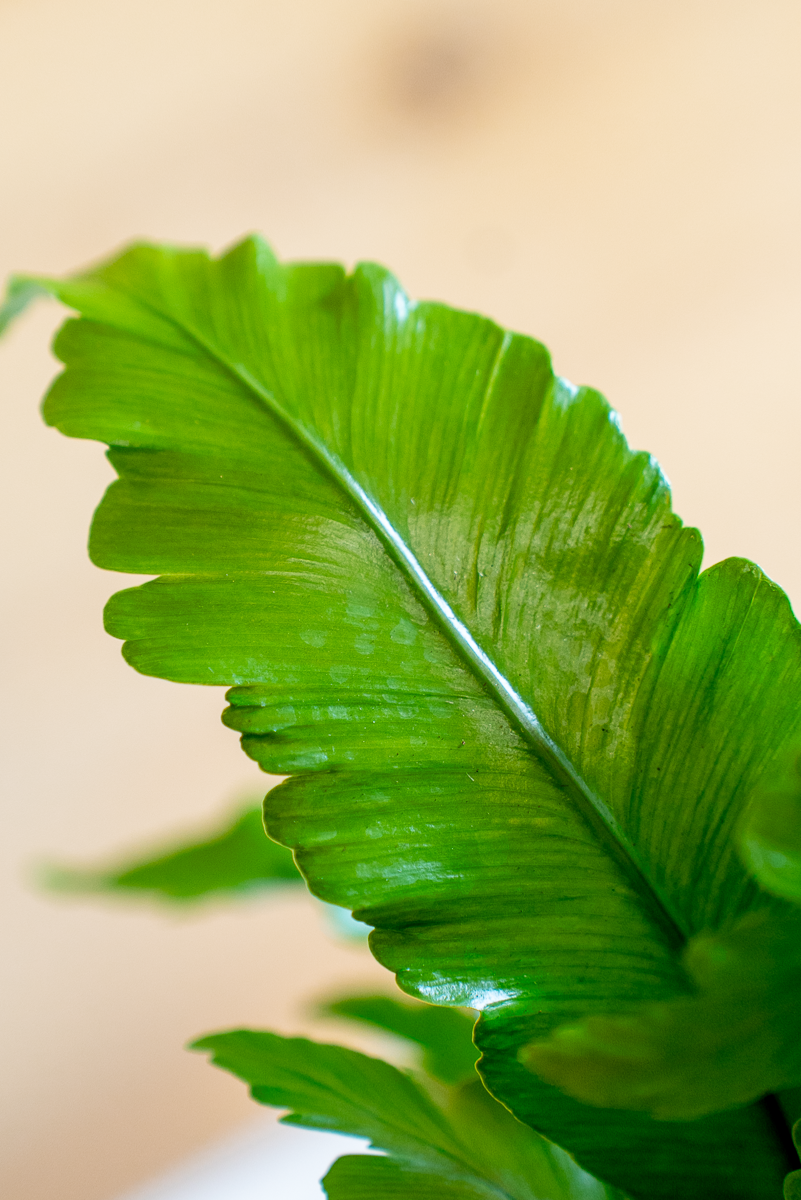 Asplenium
