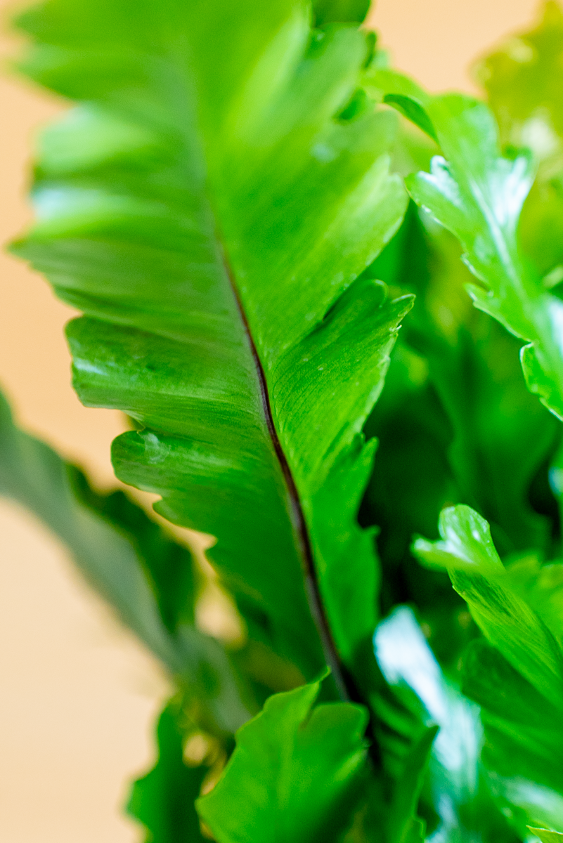 Asplenium