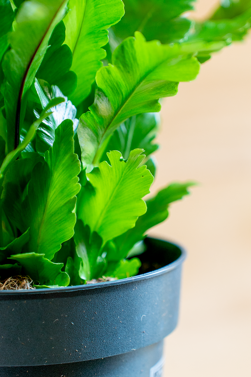 Asplenium