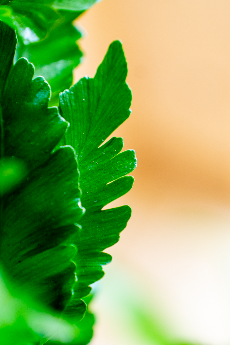 Asplenium