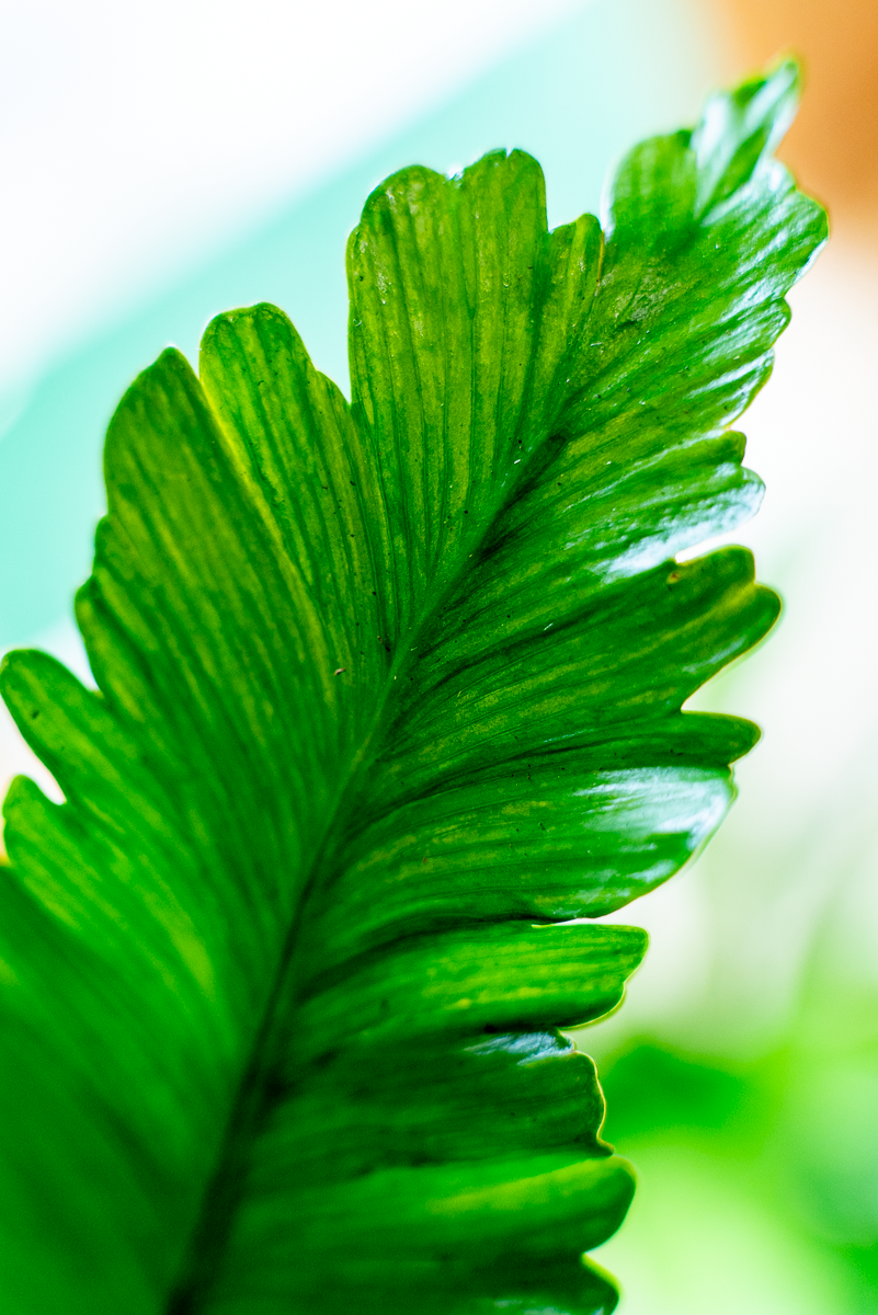 Asplenium