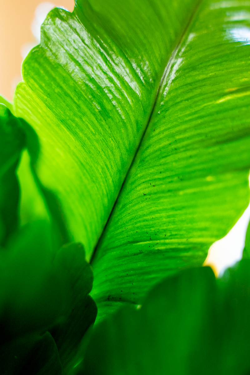 Asplenium