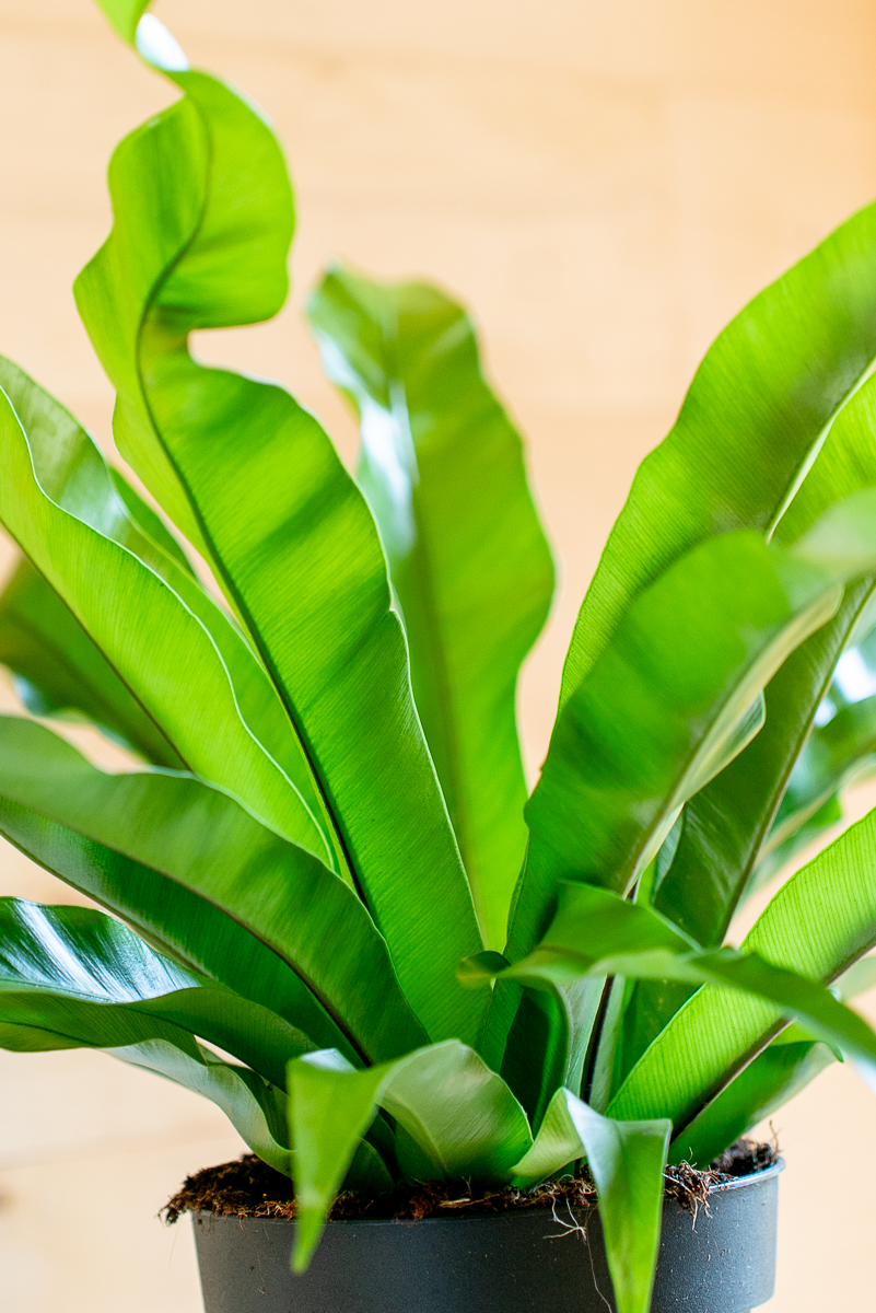 Asplenium