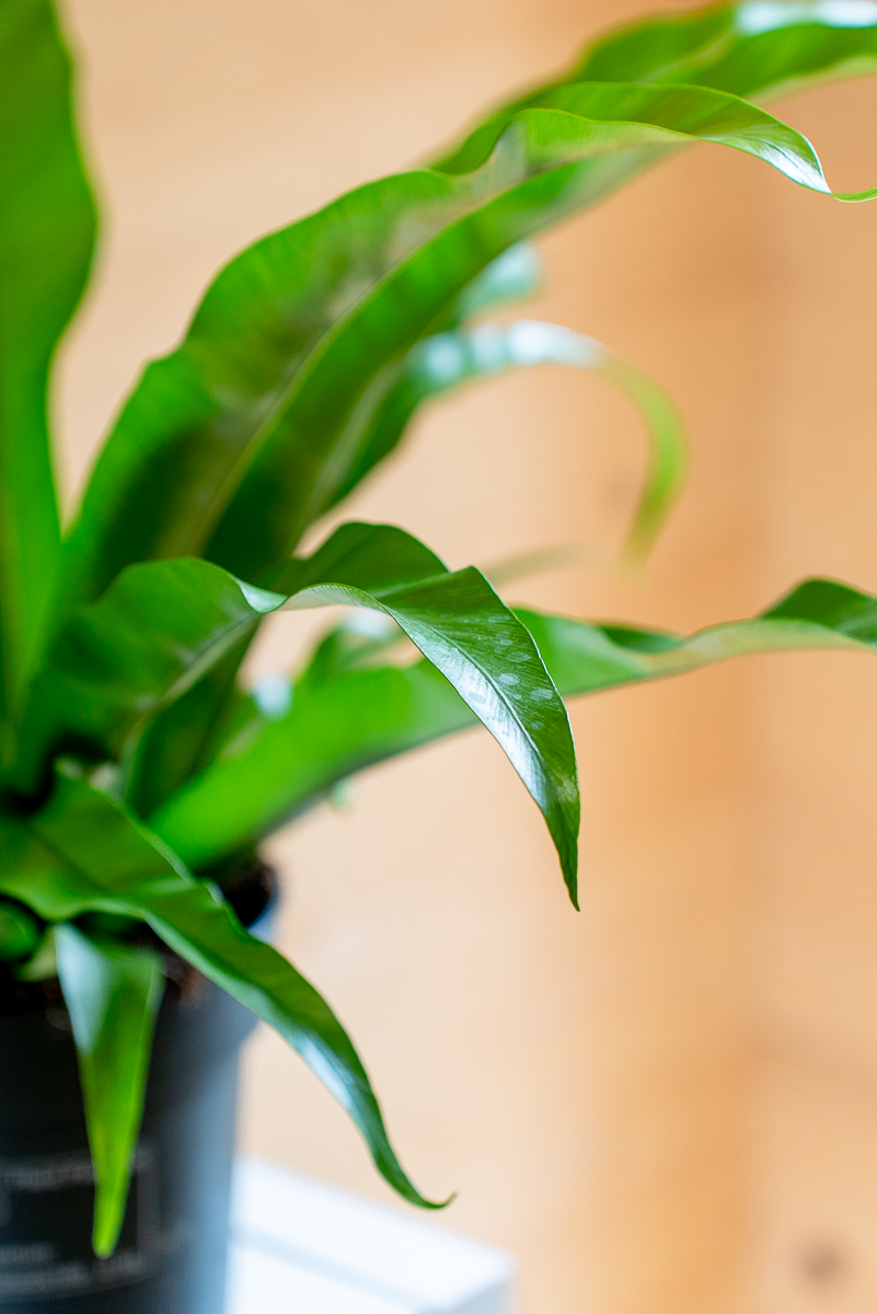 Asplenium