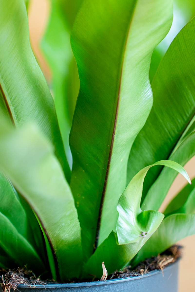 Asplenium