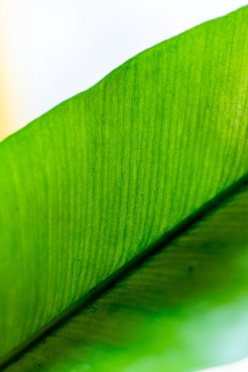 Asplenium