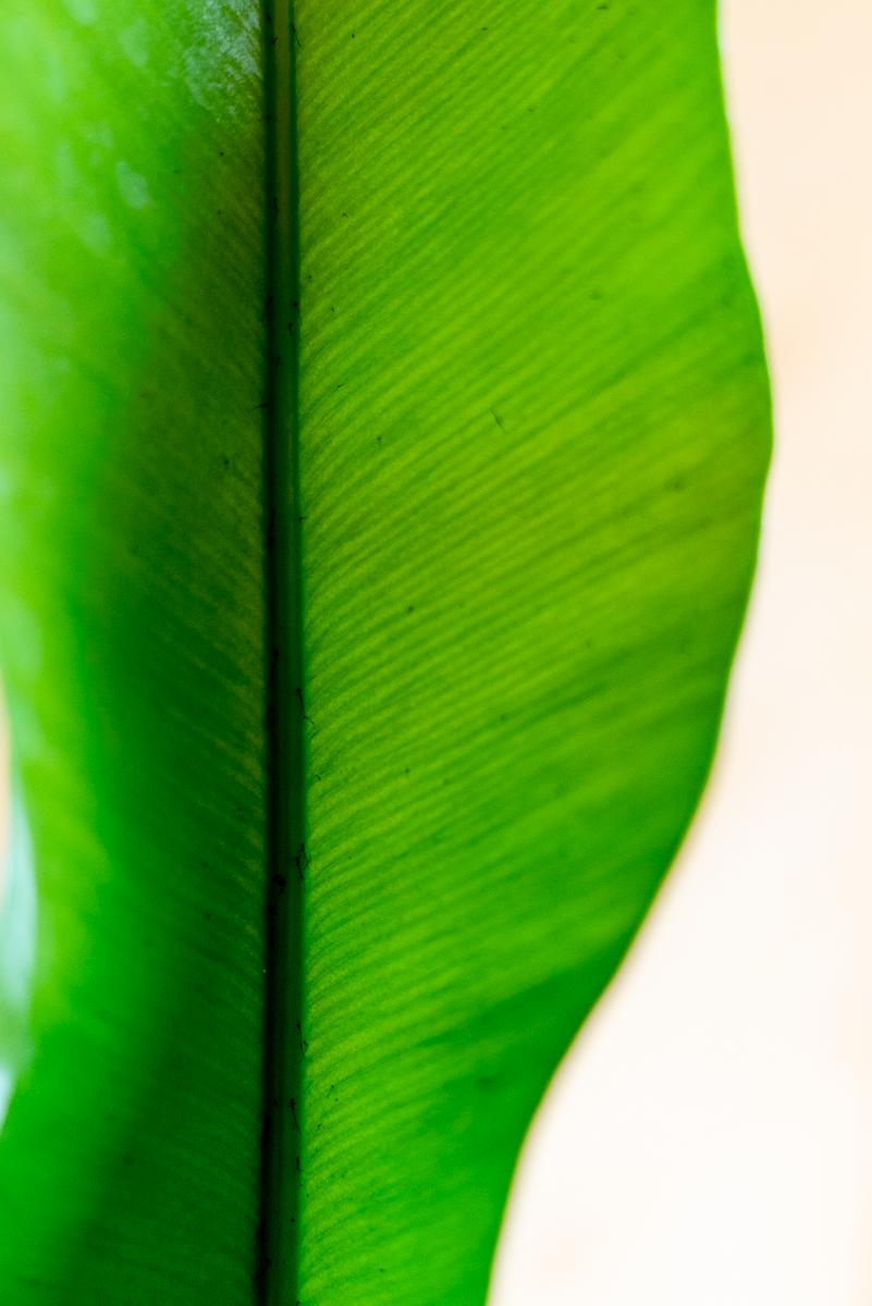 Asplenium