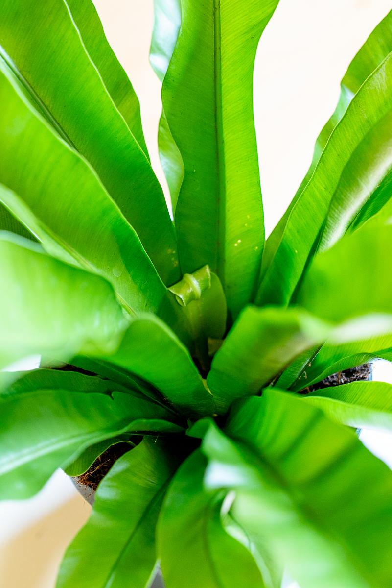 Asplenium