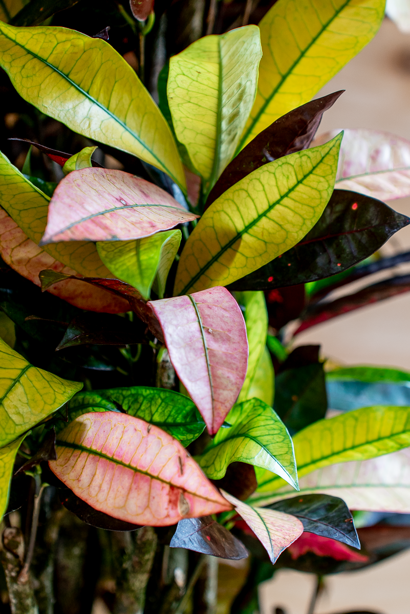 Croton