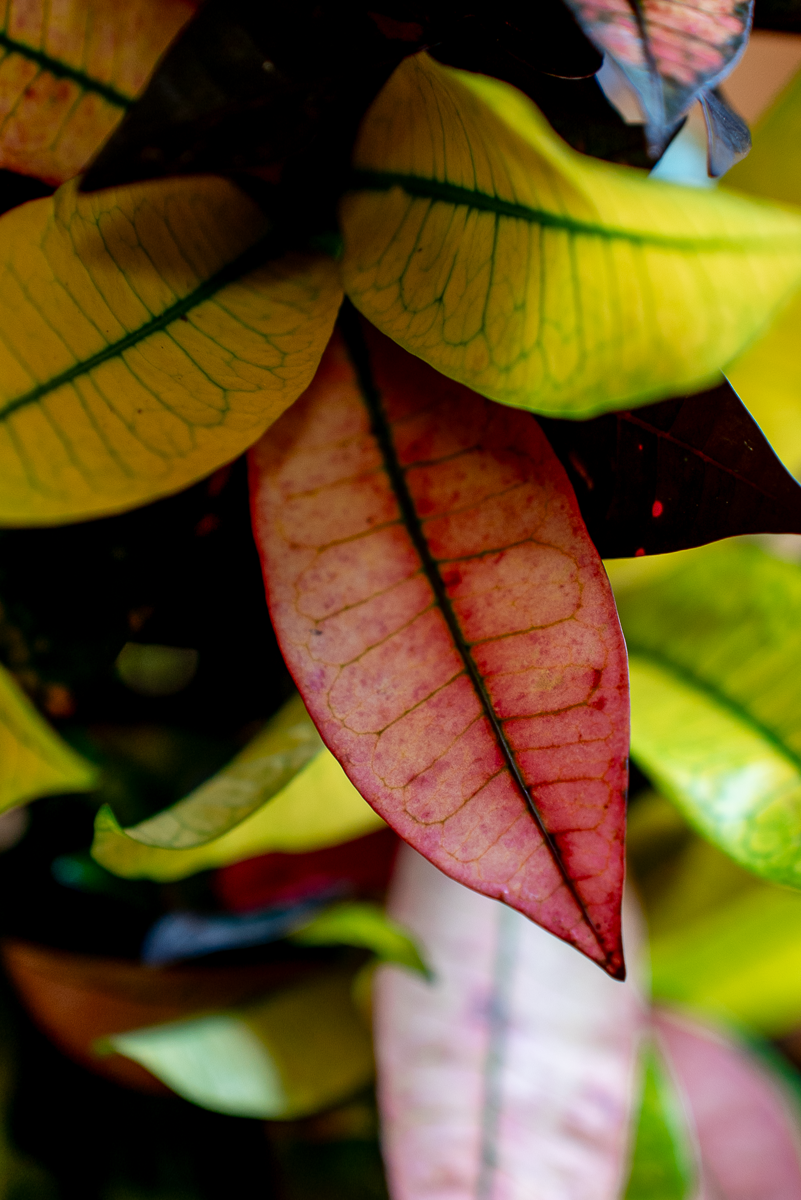 Croton