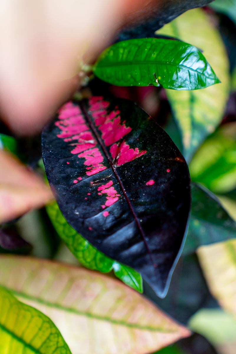 Croton