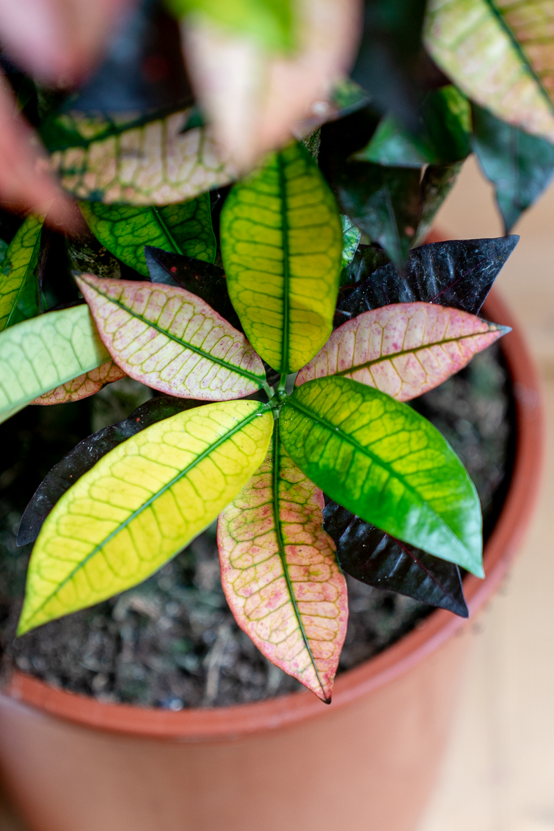 Croton