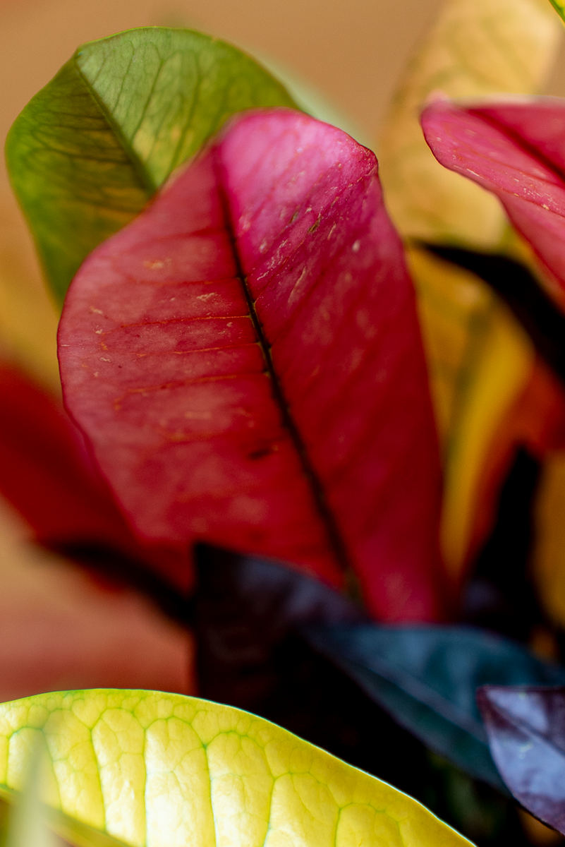 Croton