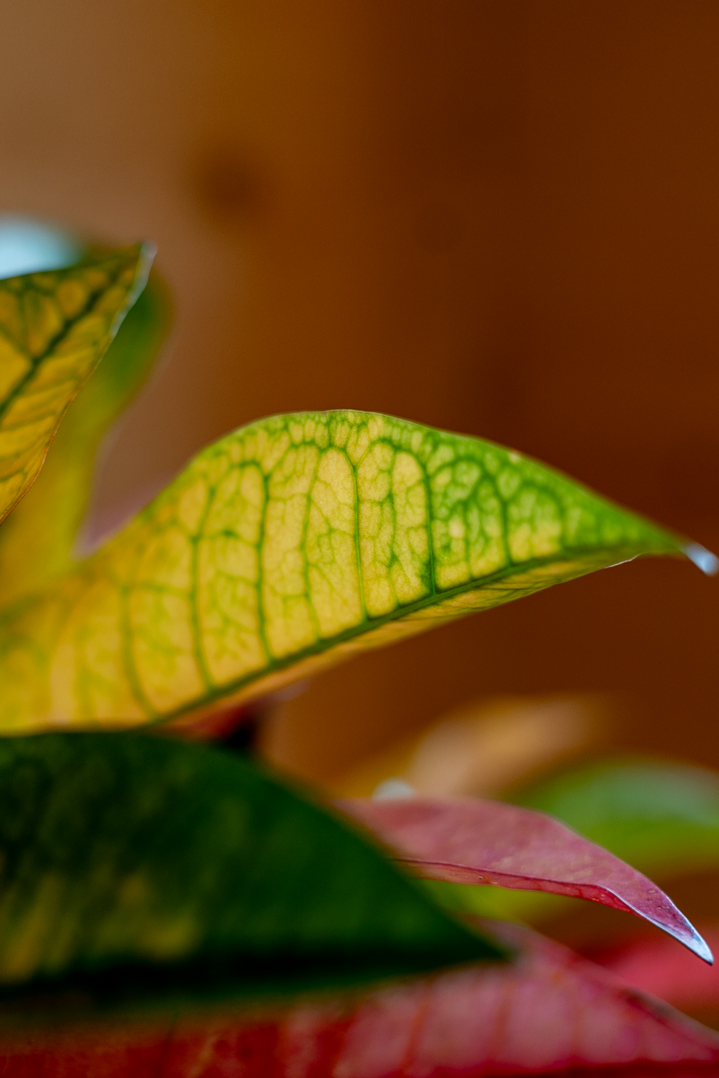 Croton