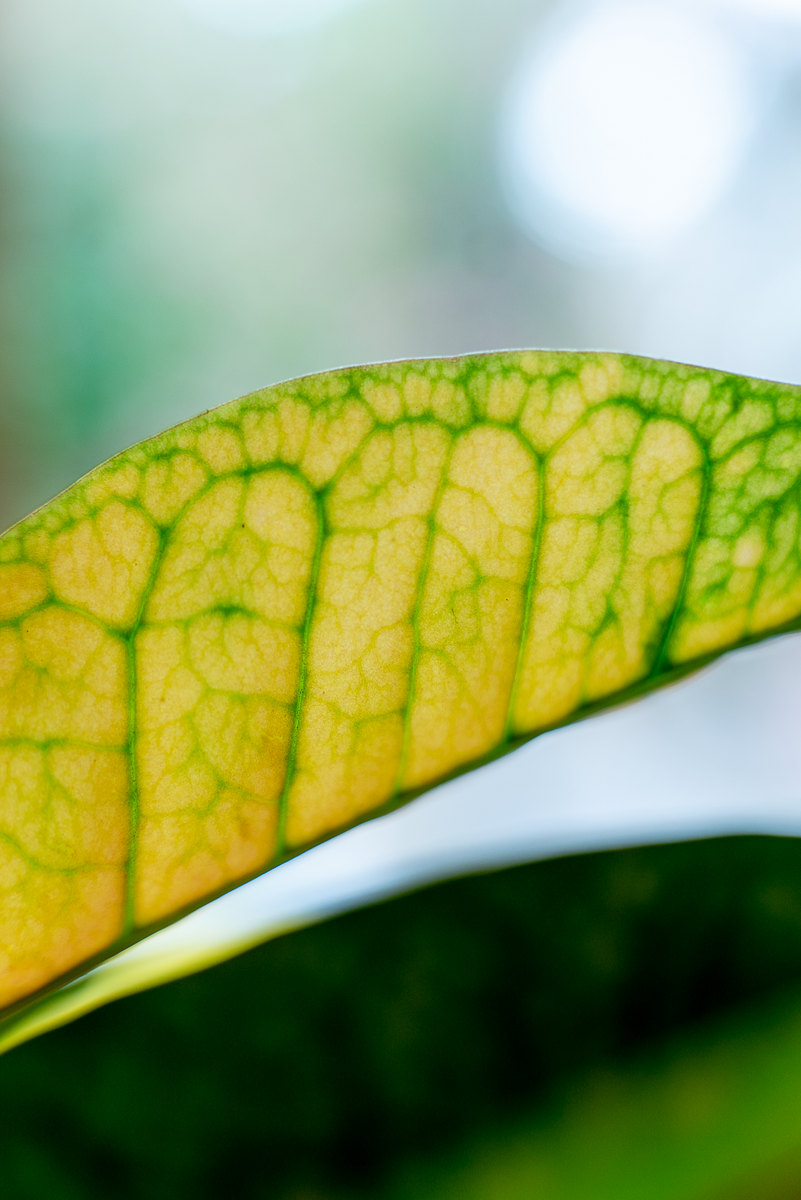 Croton