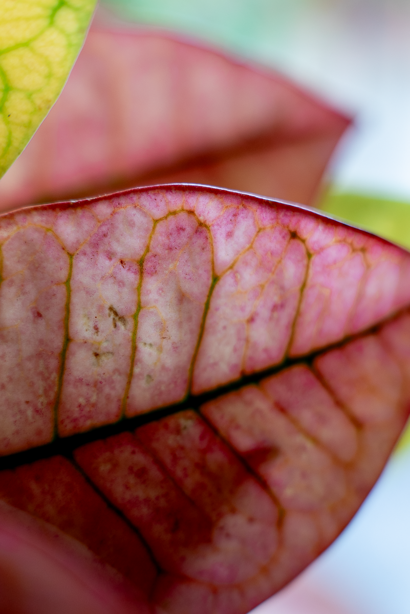 Croton