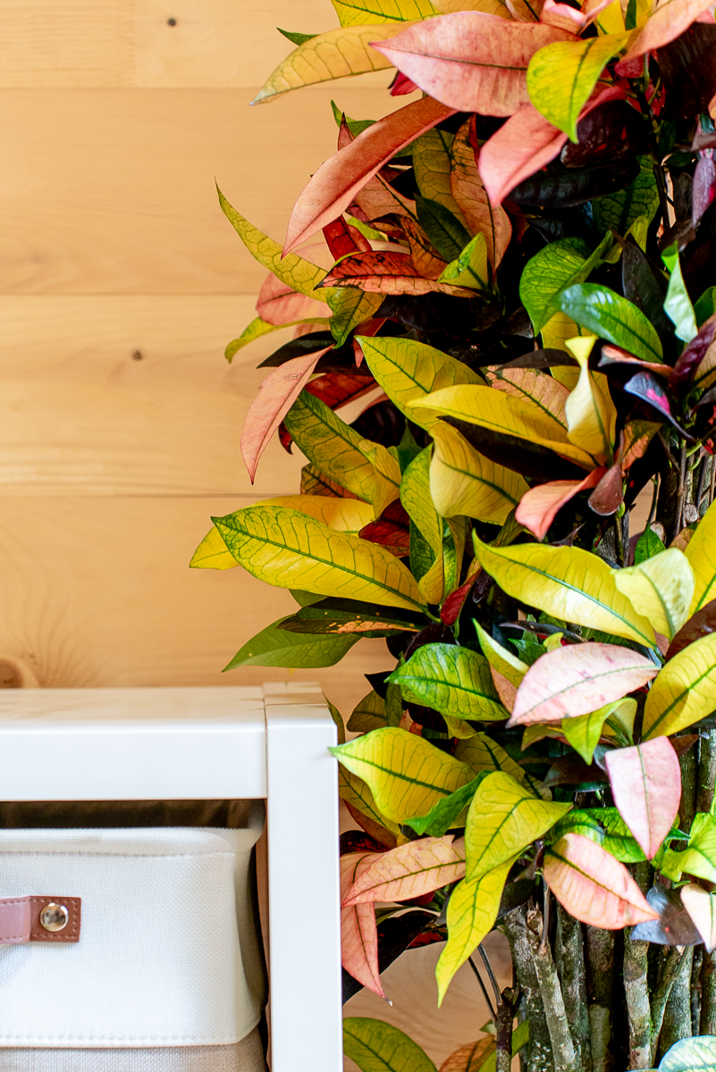 Croton