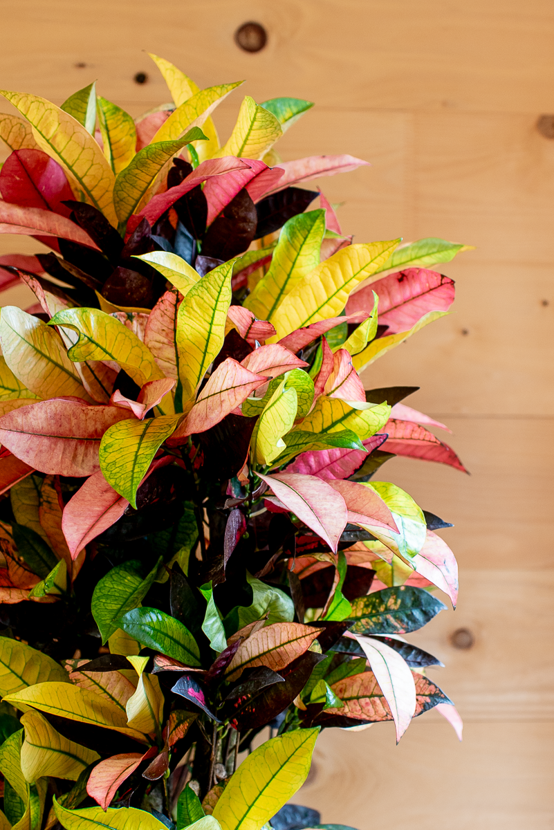 Croton