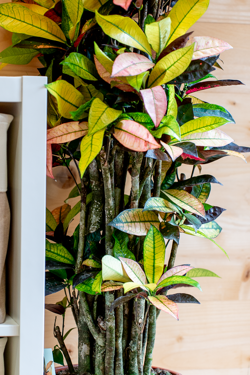 Croton