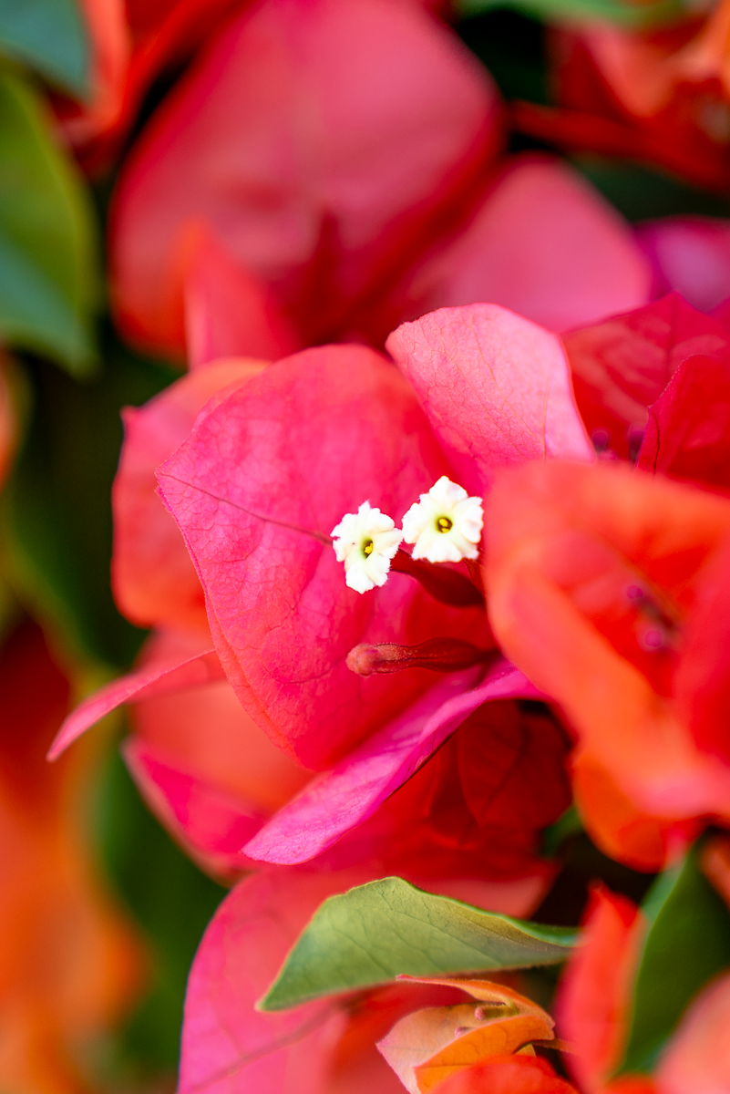 Bouganvillea Californiana