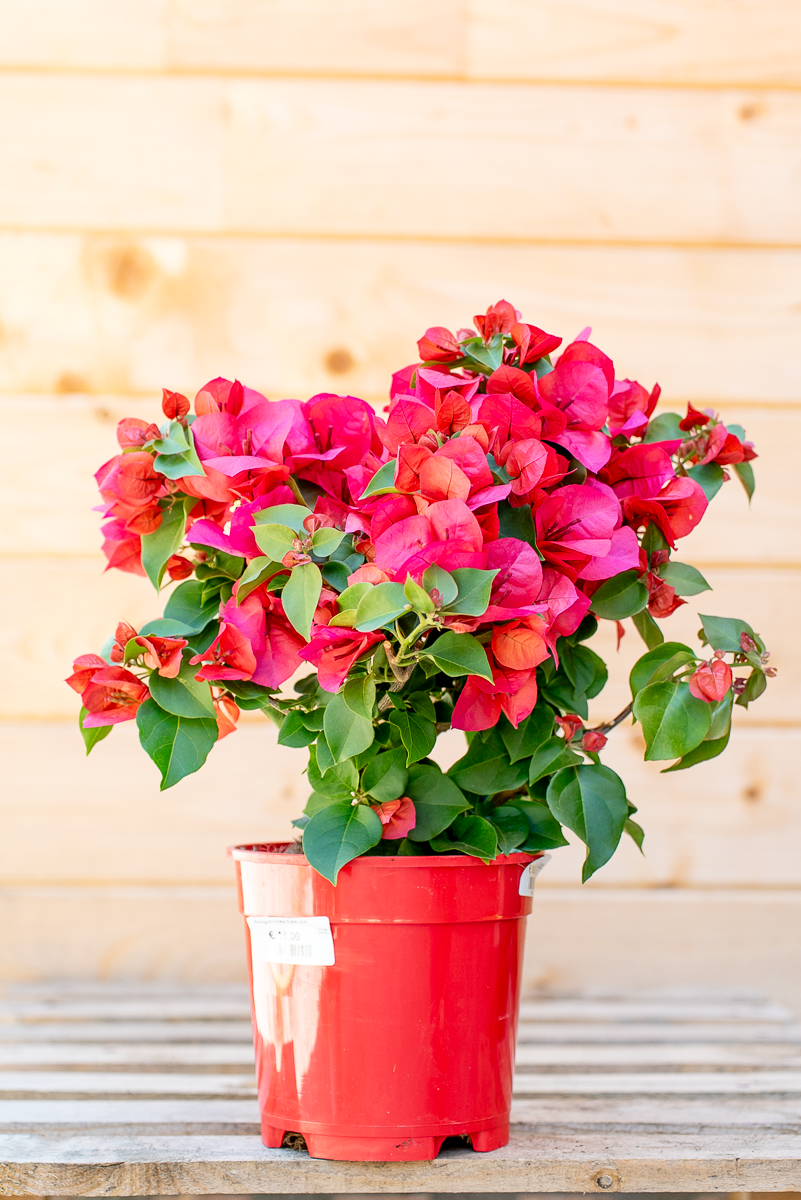 Bouganvillea Californiana