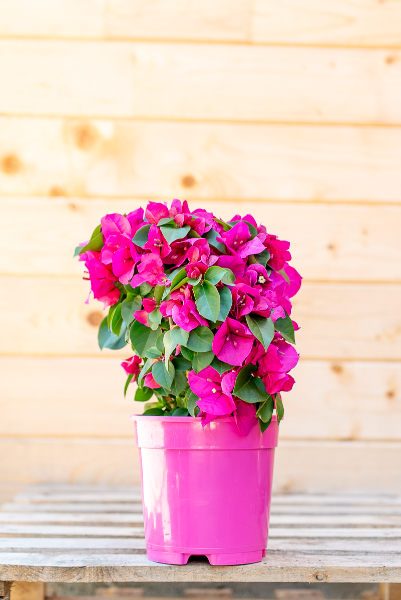 Bouganvillea Californiana
