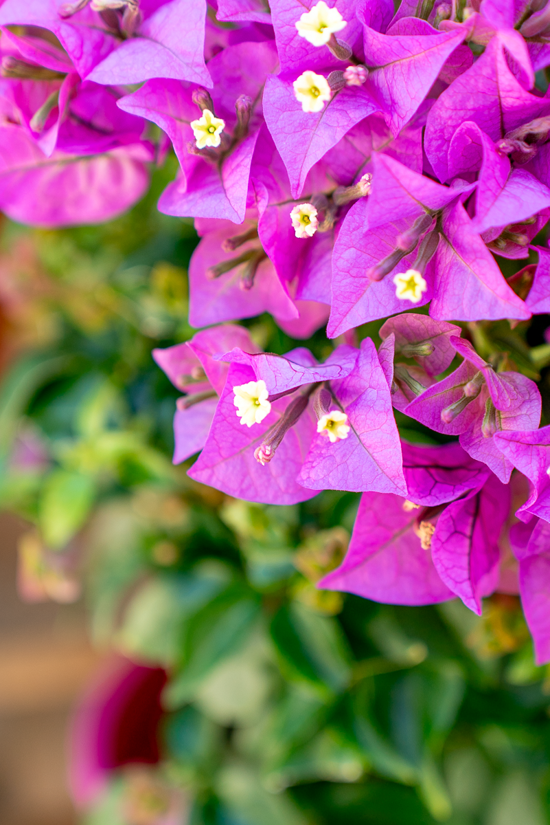 Bouganvillea Sanderiana