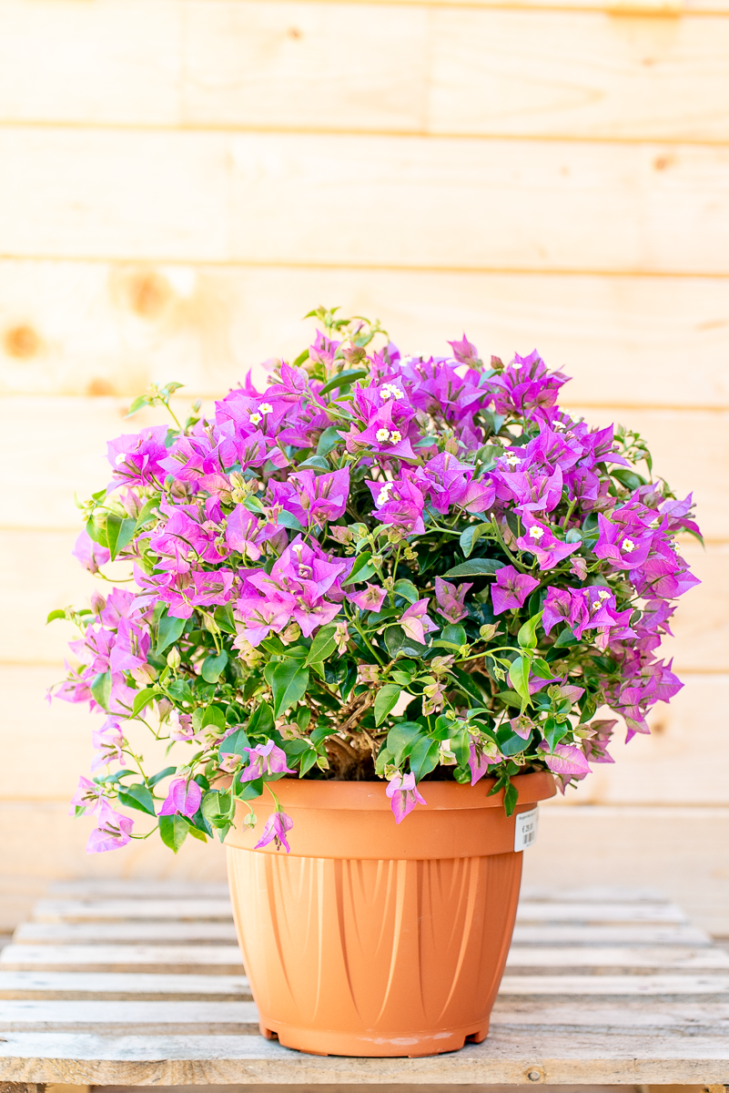 Bouganvillea Sanderiana