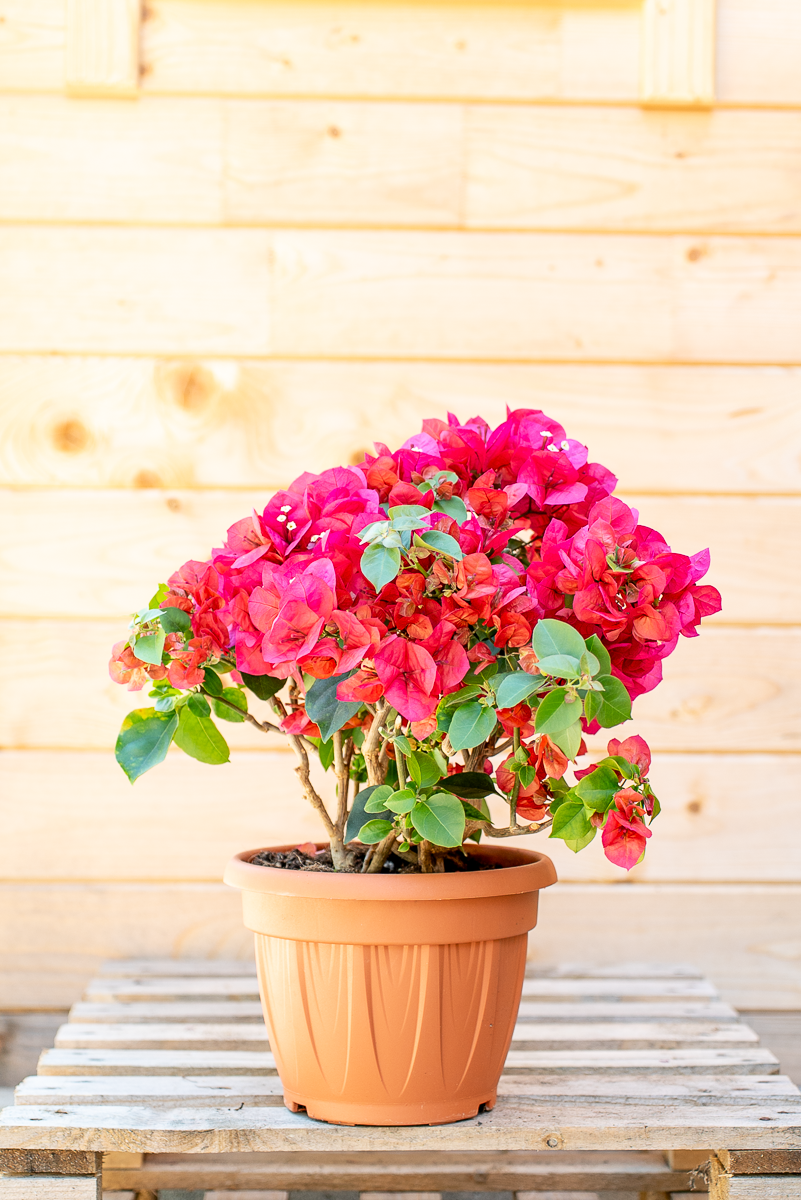 Bouganvillea Californiana
