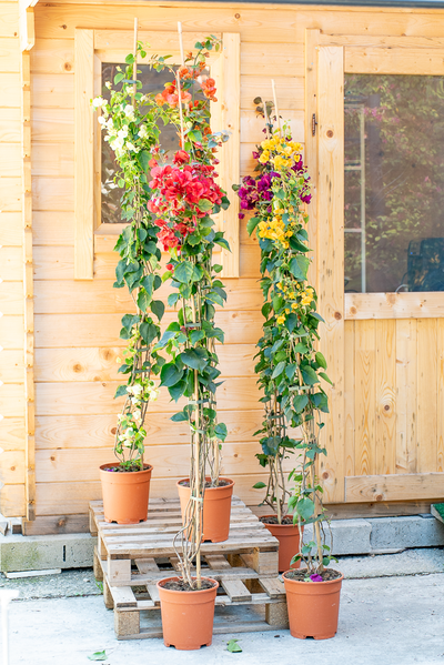 Bouganvillea Californiana