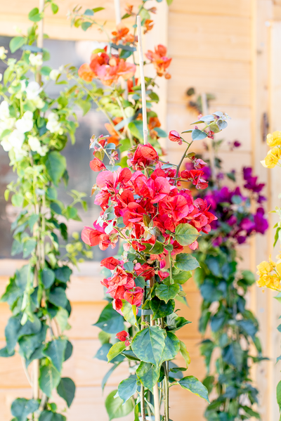 Bouganvillea Californiana