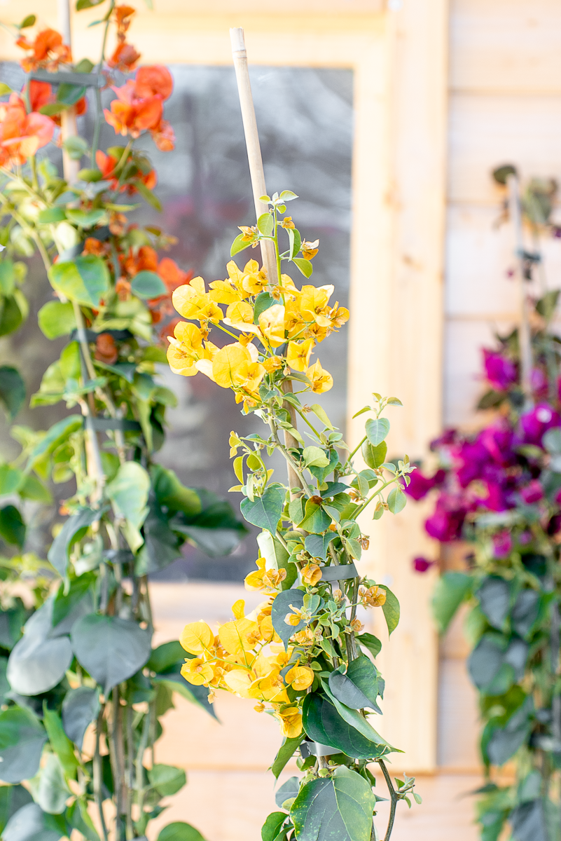 Bouganvillea Californiana