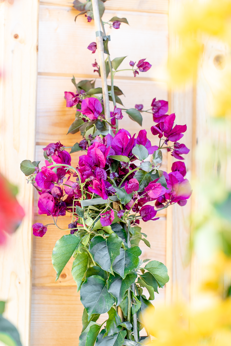 Bouganvillea Californiana