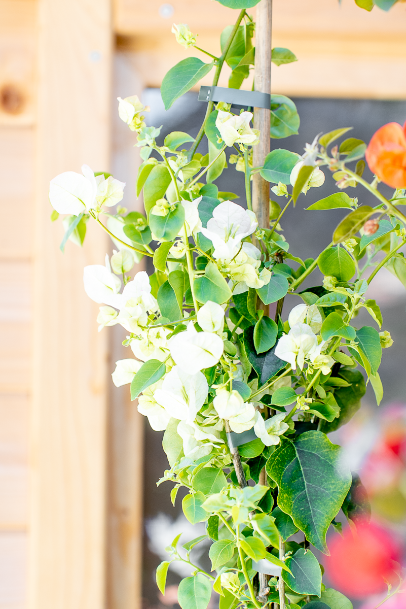 Bouganvillea Californiana