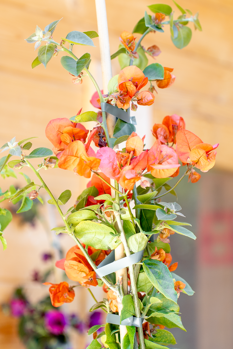 Bouganvillea Californiana