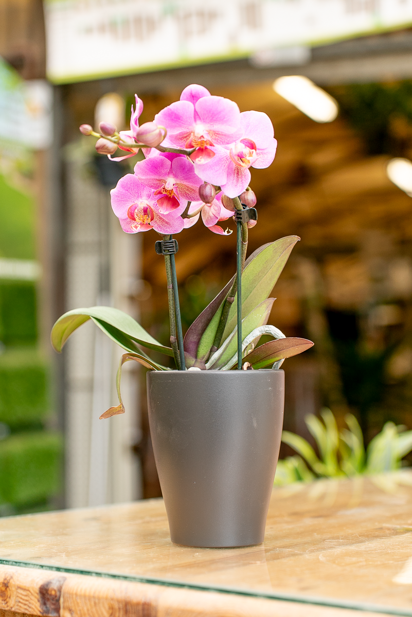Coprivaso Orchidea Ceramica Moderno
