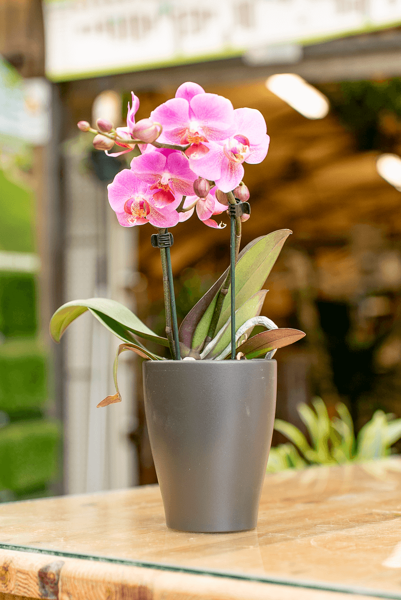 Orchidea