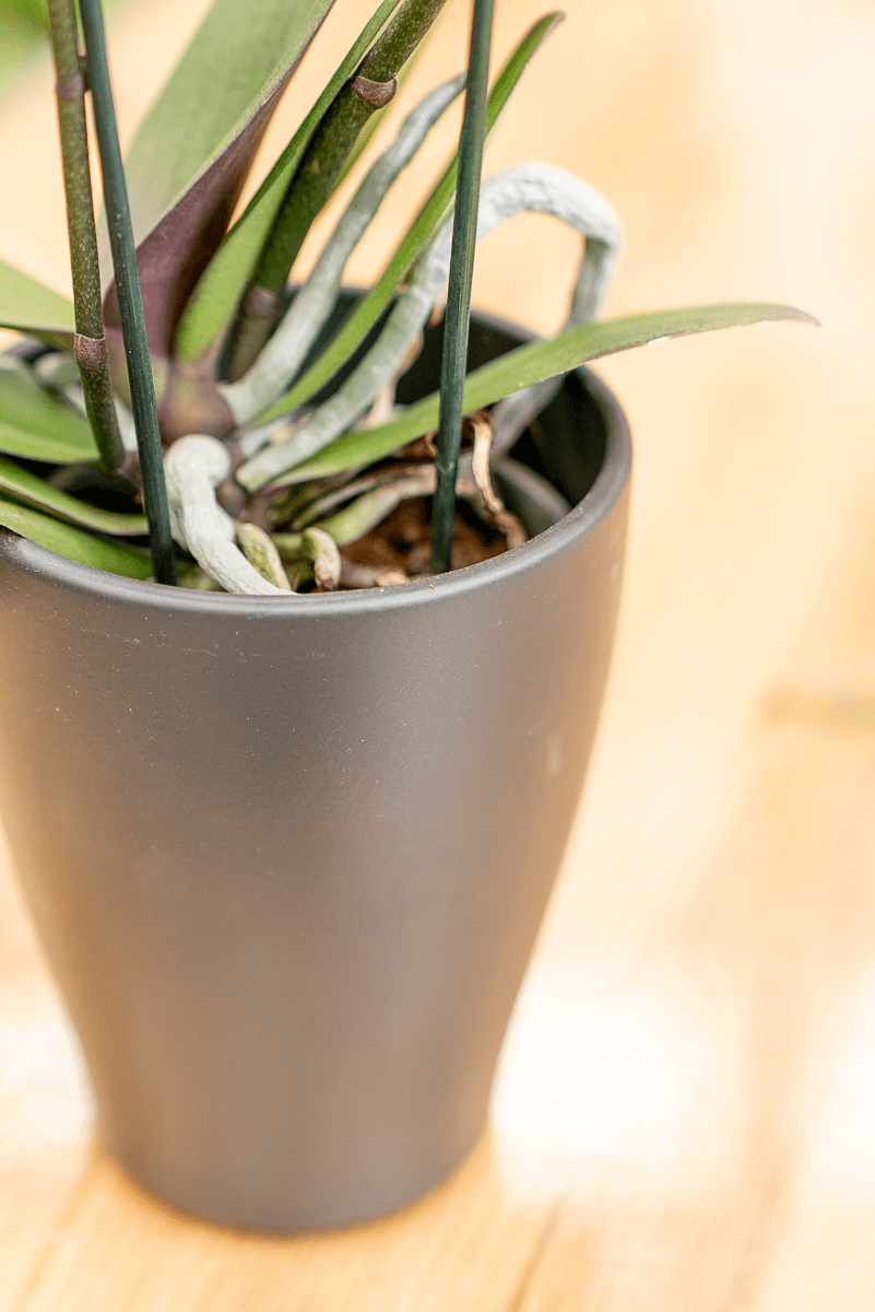 Coprivaso Orchidea Ceramica Moderno